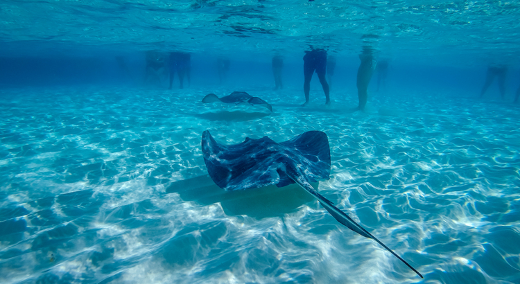 Cayman Islands Stingray City Unter Wasser Foto iStock Paulo Costa